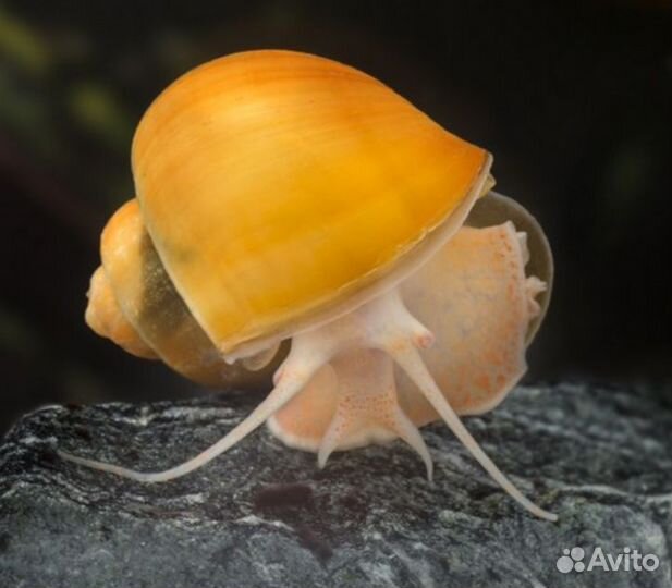 Улитки ампулярии