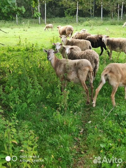 Катумские чистокровные овцематки и ярочки