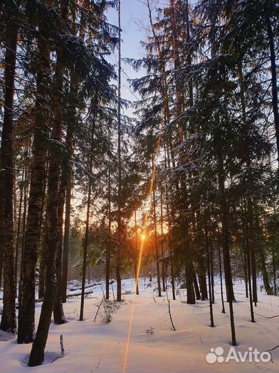 Баня на дровах в лесу