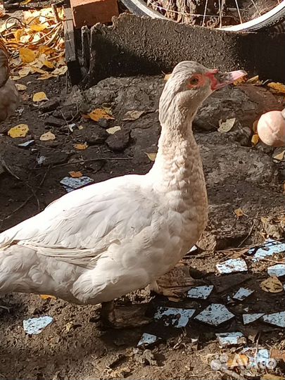 Мускусные утки