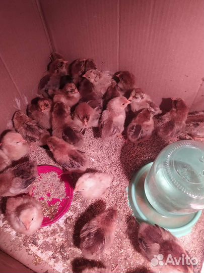 Цыплята породы Кучинская юбилейная, Доминант