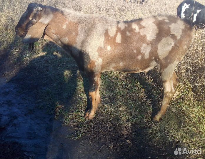 Козел нубийский на племя