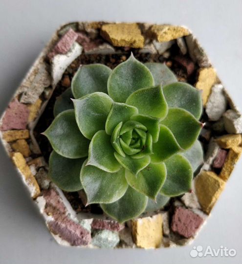 Горшок из бетона ручной работы