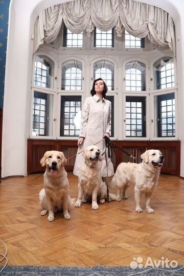 Голден ретривер на фотосессию/съемки