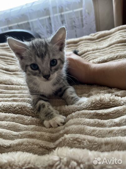 Шотладские котята