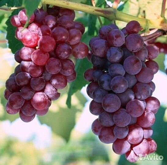 Виноград Минский Розовый саженцы