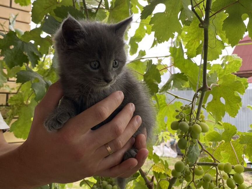 Котята мейн-кун метис