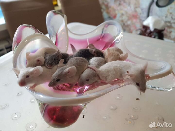 Сатиновые мыши