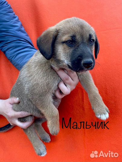 Собака в добрые руки