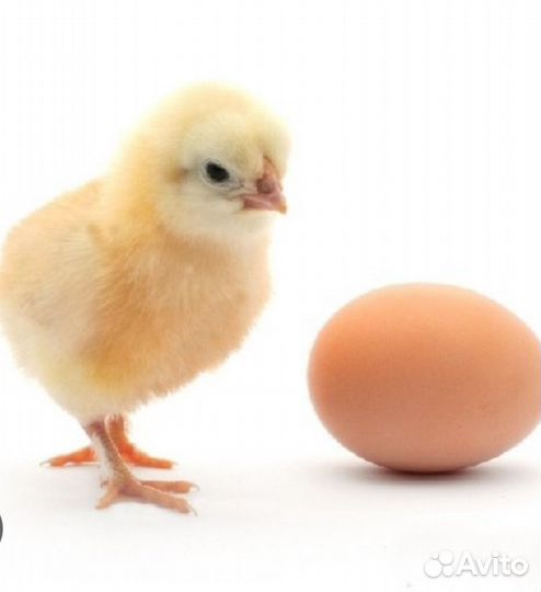 Инкубационное яйцо куры, индоутки