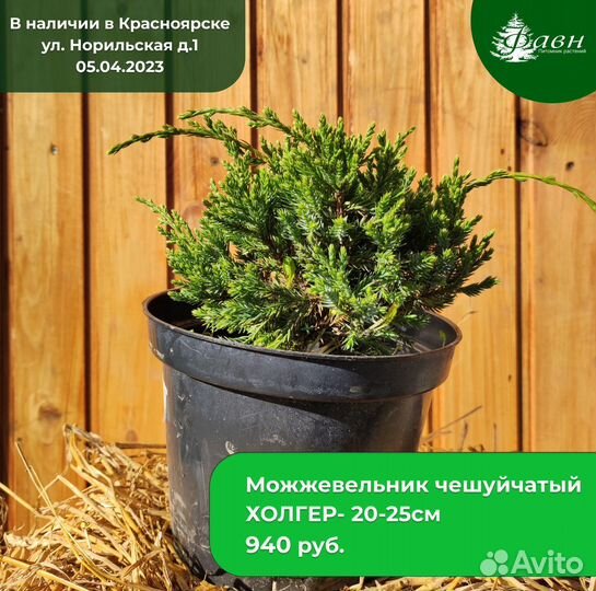 Можжевельник чешуйчатый «Холгер»/ саженцы