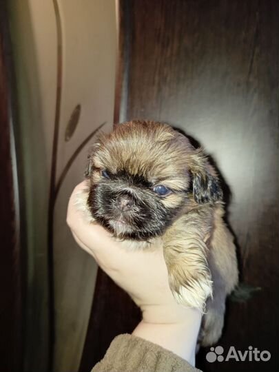 Щенки пекинеса