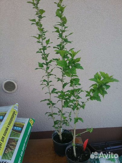 Гибискус Сирийский (древовидный, садовый)