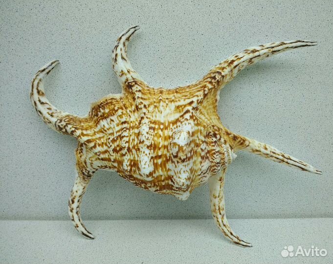 Ламбис Ширагра 24,1 морская ракушка раковина