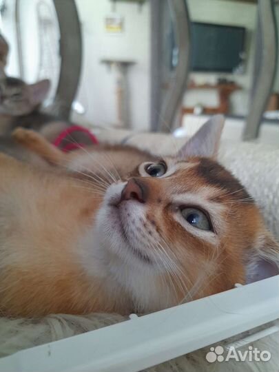 Абиссинская