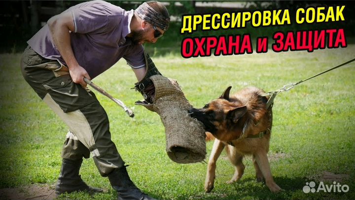 Дрессировка