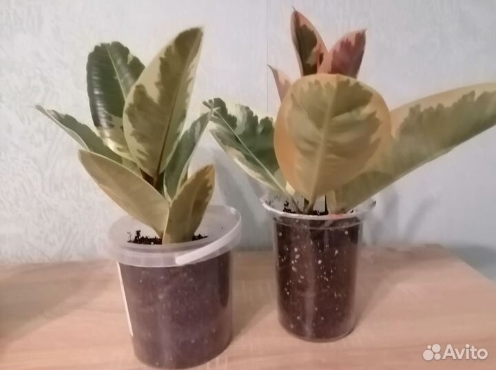 Фикус Тинеке