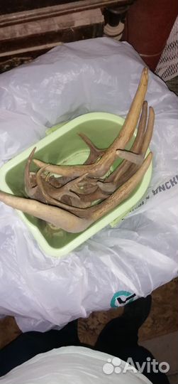 Рога разные