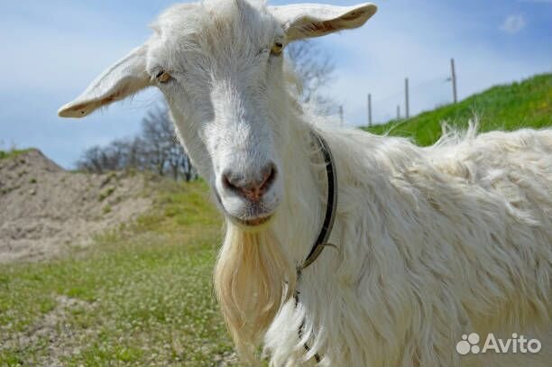 Козье молоко