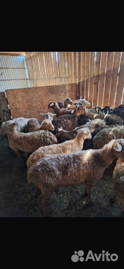 Овцы бараны