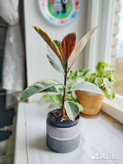 Фикус эластика белиз