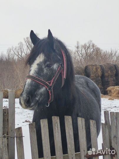 Молодая лошадь