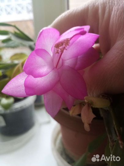 Декабрист шлюмбергера