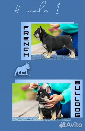 Франзуский бульдог