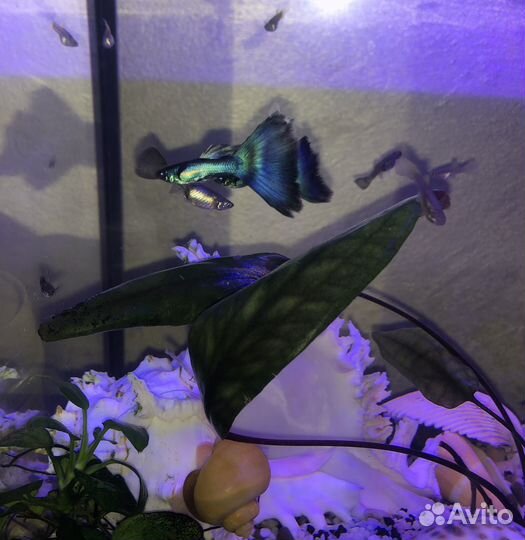 Мальки ассорти: Гуппи Синяя московская, Эндлера