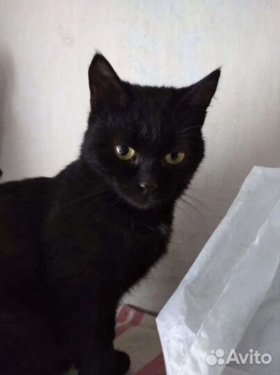 В добрые руки