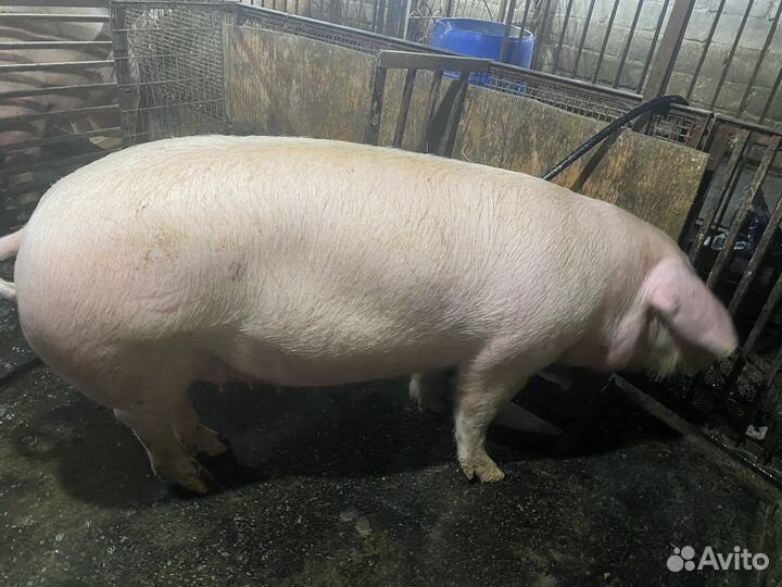 Супоросные свиноматки, см1, дюрок, ландрас