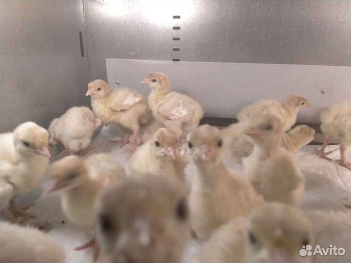 Индюшата биг 6