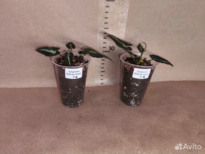 Сингониум Деликат Вельвет/Syng Delicate Velvet