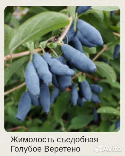 Садовые растения