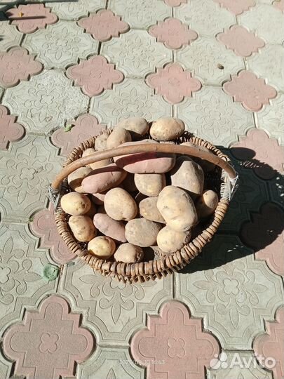 Картофель домашний