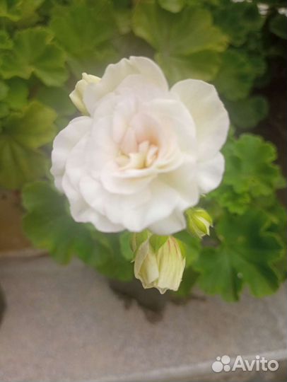 Цветущие сортовые пеларгонии