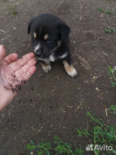 Отдам бесплатно