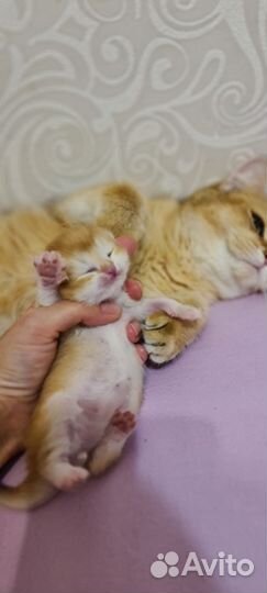 Котятки золотая шиншилла