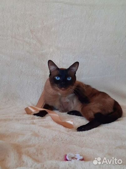Кошки