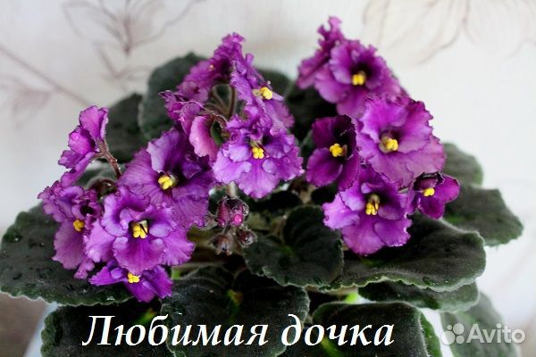 Фиалки детки