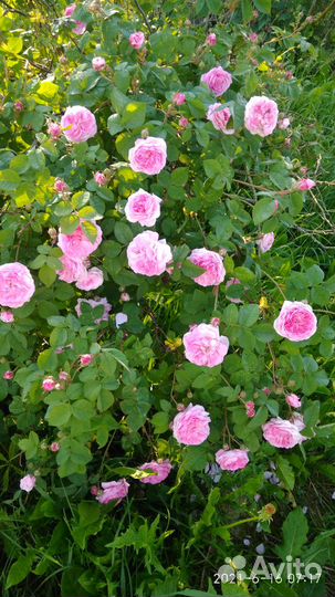 Декоративные кустарники и лекарственные травы