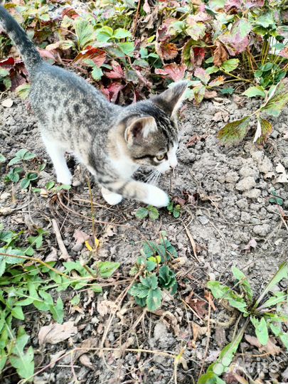 Отдаю котят в добрые руки