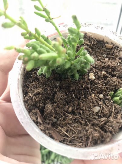 Рипсалис мезембриантемовый