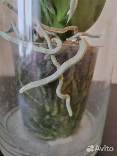 Орхидея фаленопсис