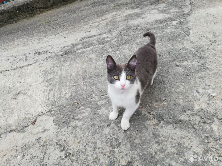 Котенок, мальчик