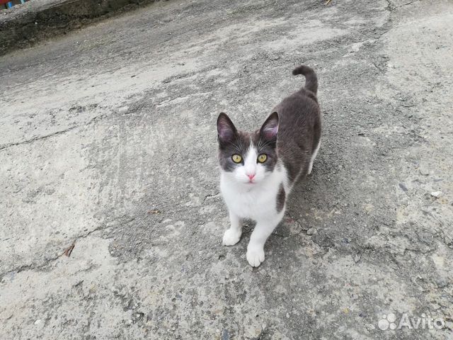 Котенок, мальчик