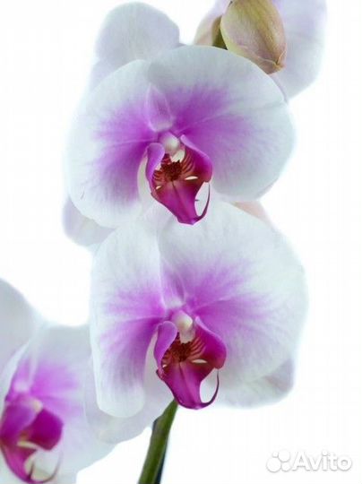 Орхидея фаленопсис грандифлора