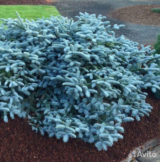 Настоящая Голубая ель. Иностранный. Лапник еловый