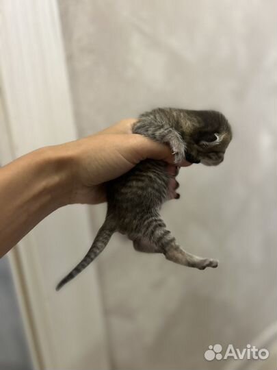 3 кота 3 хвоста котята