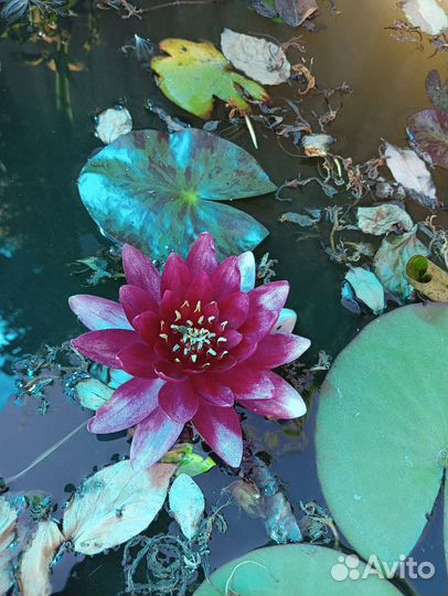 Водяная лилия